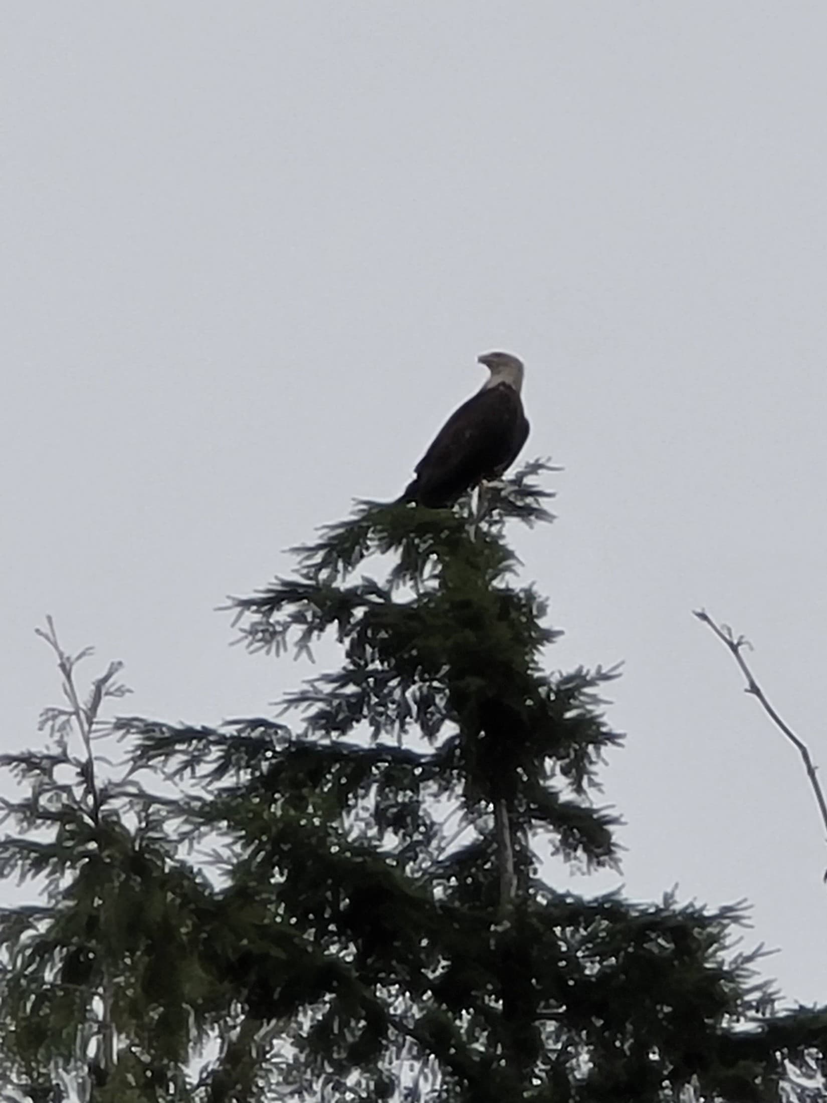 Wildlife photographed on or near the property