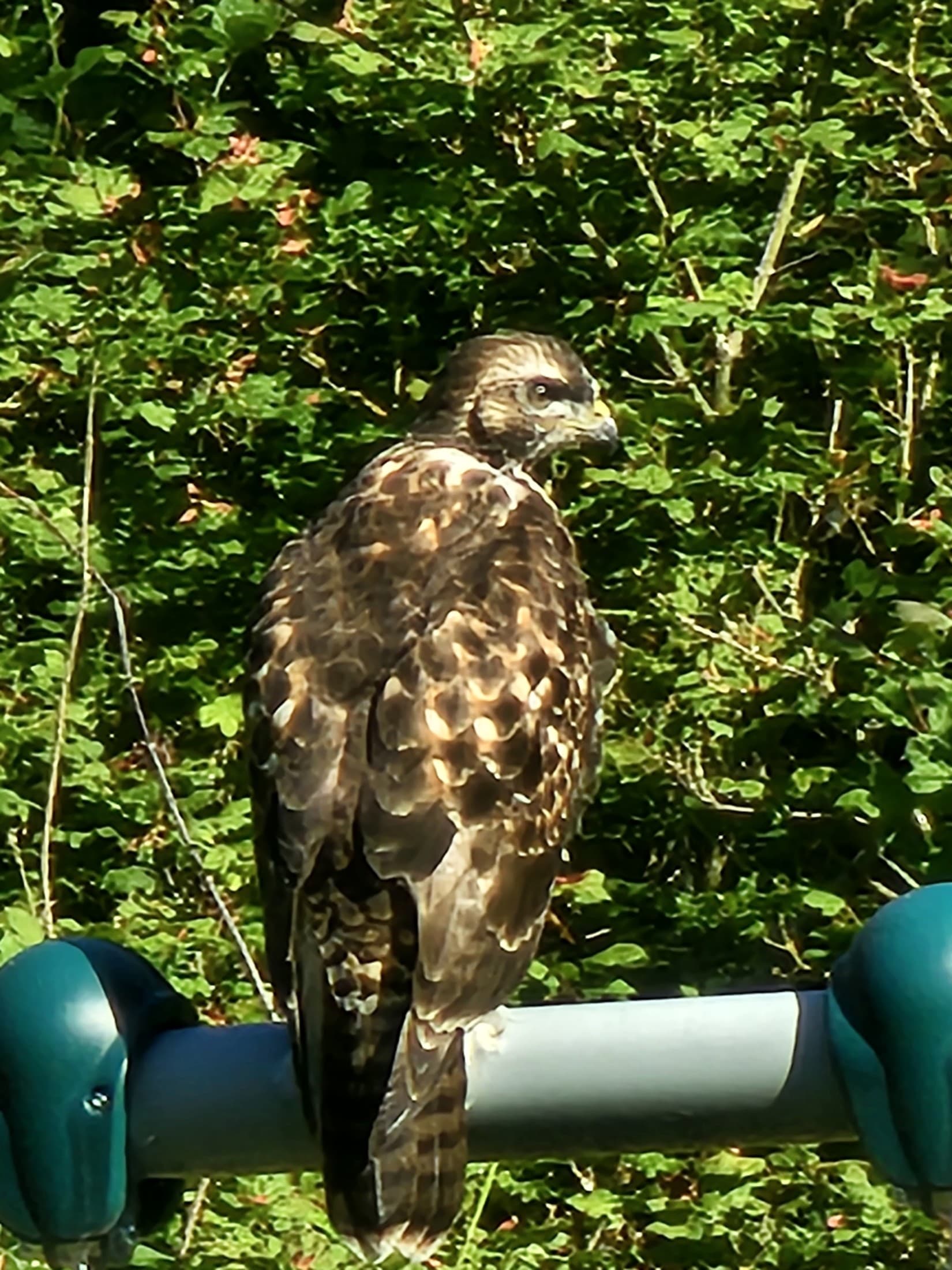 Close view of a hawk photographed on the property